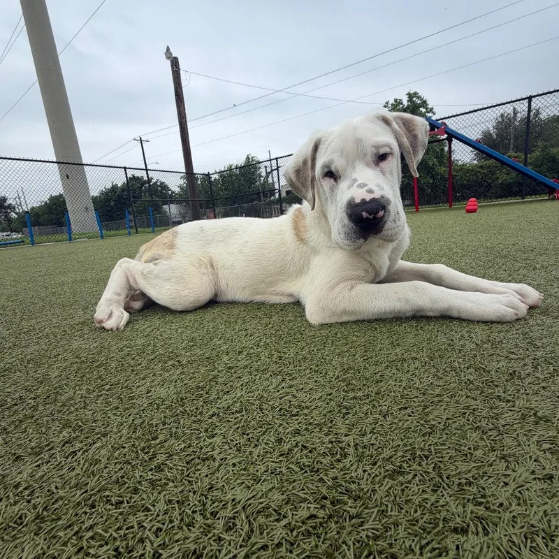 A baby medium-sized male White / Cream American Bulldog dog named Bruiser for adoption in Bryan, TX