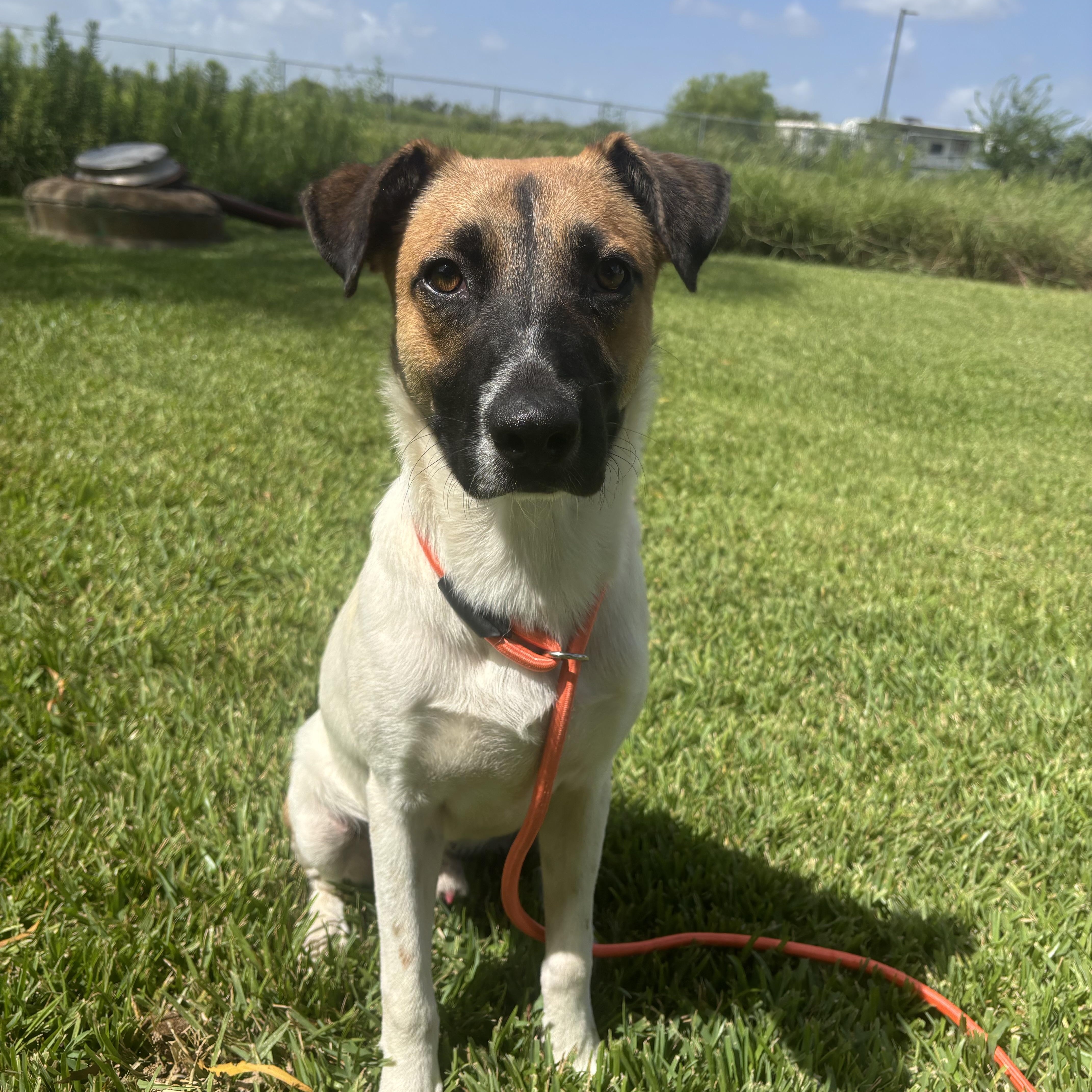 A young medium-sized male Mixed Breed dog named Archer for adoption in Pearland, TX