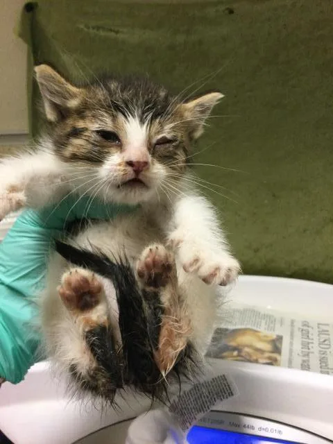A baby small-sized female Domestic Short Hair cat named Honey for adoption in Riverside, CA
