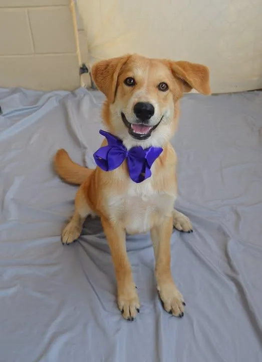 A baby large-sized female Labrador Retriever dog named Deductible for adoption in McKinney, TX