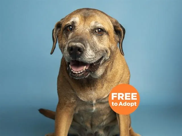 An adult large-sized female Labrador Retriever dog named Harlie for adoption in Phoenix, AZ