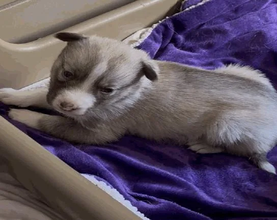 A baby small-sized female Siberian Husky dog named Brownie for adoption in Cottonwood Heights, UT