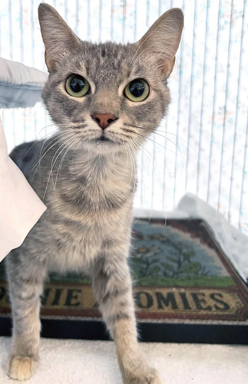 An adult medium-sized female Dilute Tortoiseshell Domestic Short Hair cat named Gale for adoption in St. Louis, MO