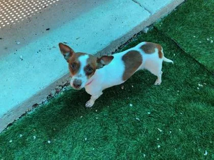 An adult small-sized female Mixed Breed dog named Yaddle for adoption in New Orleans, LA