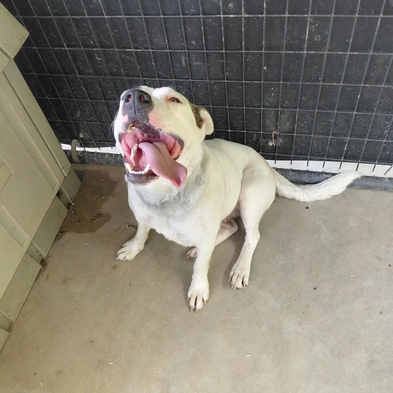 An adult medium-sized female White / Cream Mixed Breed dog named Yancy for adoption in Henderson, KY