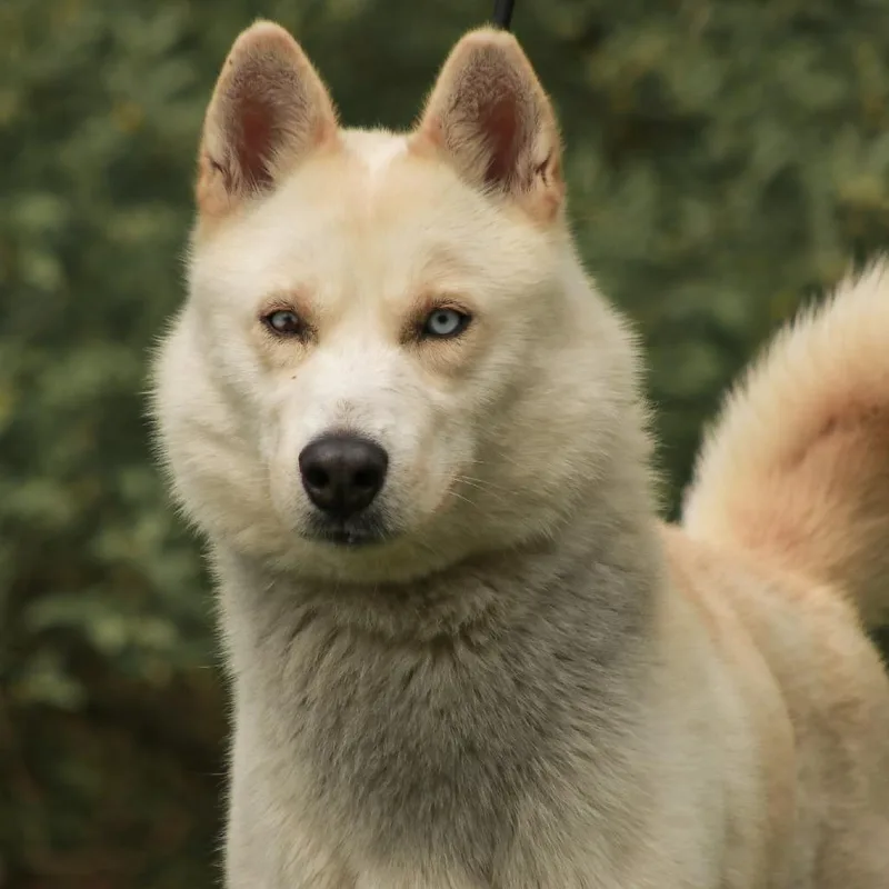 An adult large-sized male White / Cream Husky dog named Snoman for adoption in Madisonville, KY