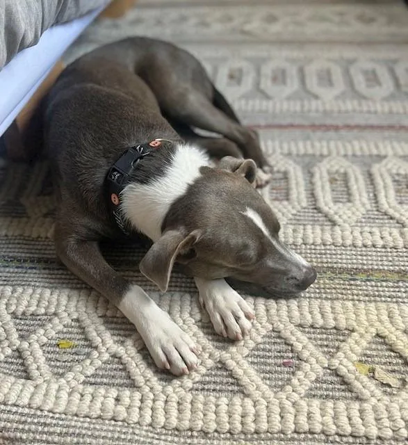 An adult medium-sized male American Staffordshire Terrier dog named Little Man  Chop for adoption in Spring, TX
