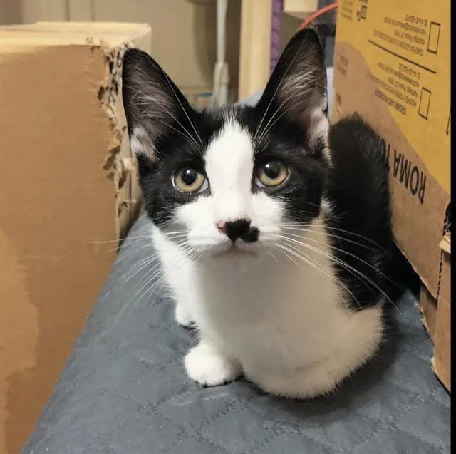 A baby small-sized male Domestic Short Hair cat named Ralphie for adoption in San Antonio, TX