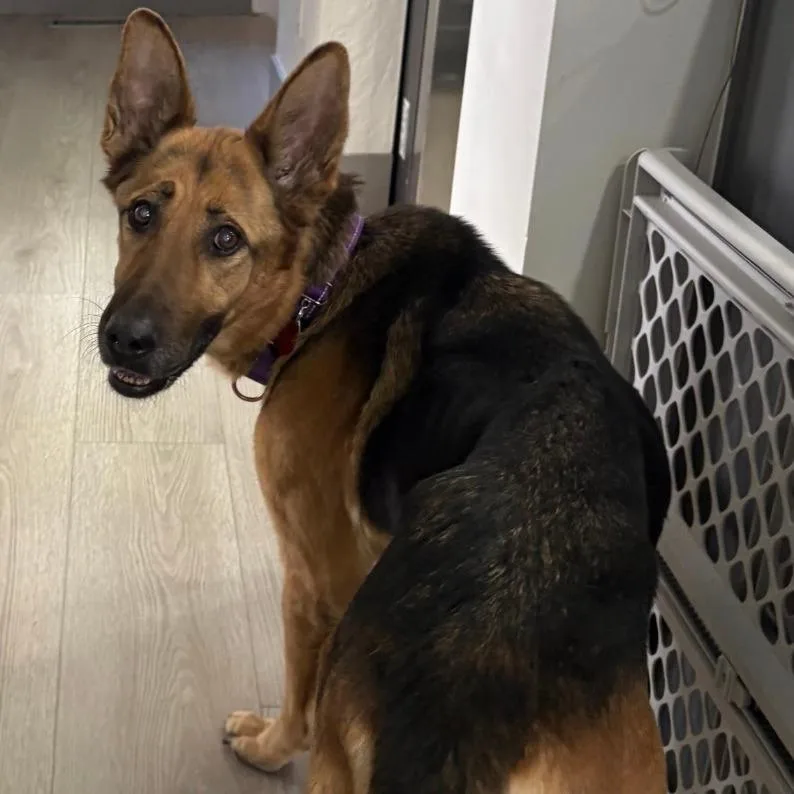 An adult medium-sized female Brown / Chocolate German Shepherd Dog dog named Mira for adoption in Stagecoach, NV
