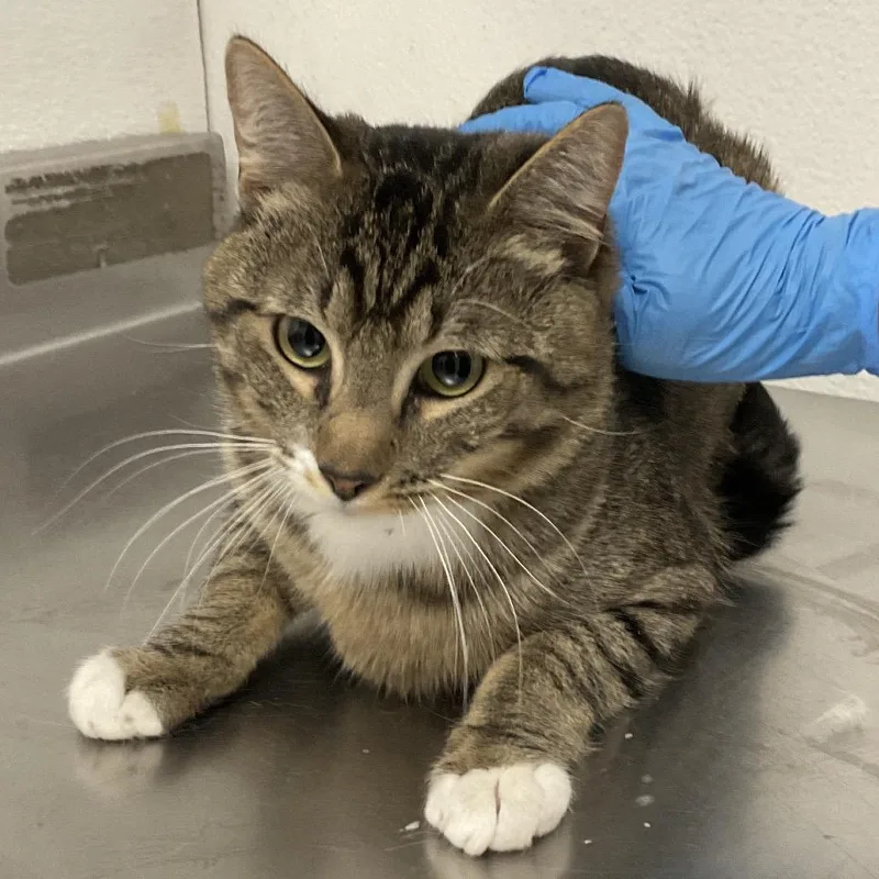 A young large-sized male Gray / Blue / Silver Domestic Medium Hair cat named Bacon for adoption in Henderson, NV