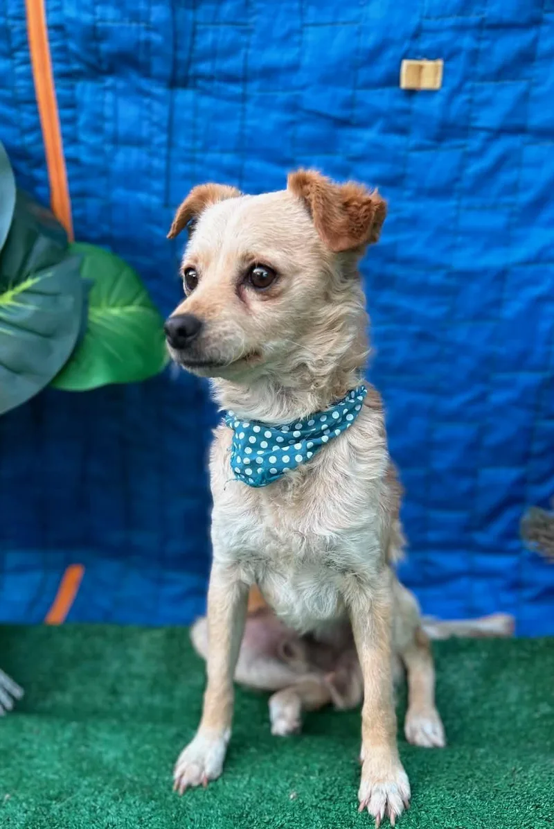 An adult small-sized male Rat Terrier dog named Santy for adoption in Rowland Heights, CA