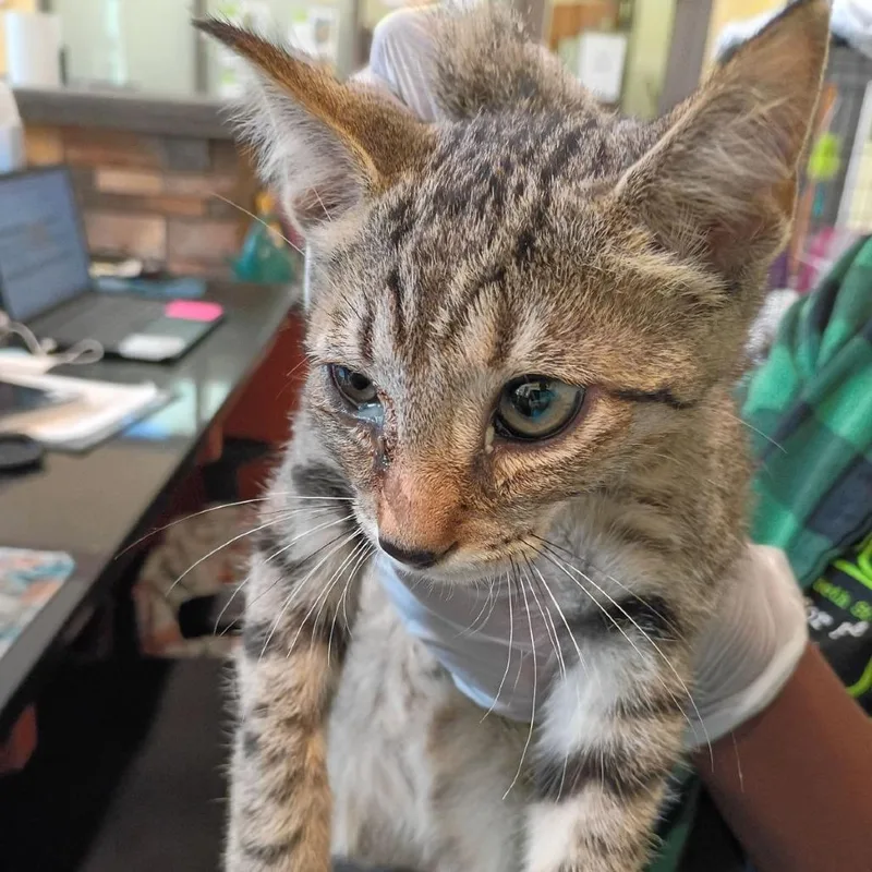 A baby small-sized male Brown / Chocolate Domestic Short Hair cat named Rumble for adoption in Lynchburg, VA