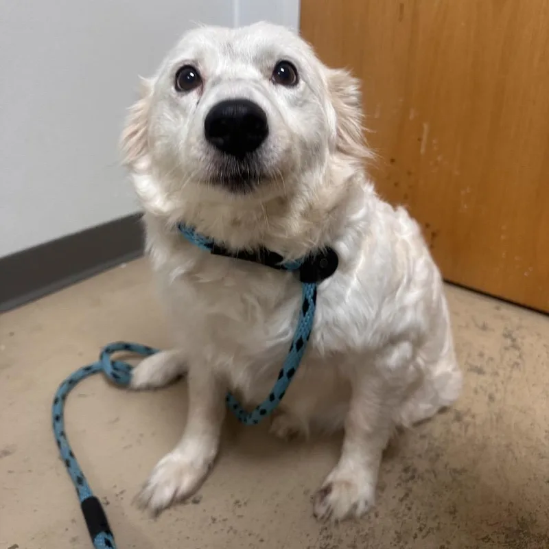An adult medium-sized female Collie dog named Marnie for adoption in Canton, IL