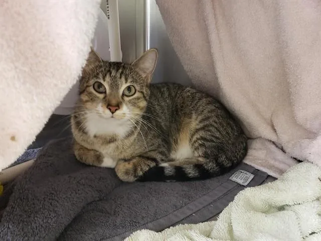 An adult medium-sized female Domestic Short Hair cat named Beverly for adoption in Omaha, NE