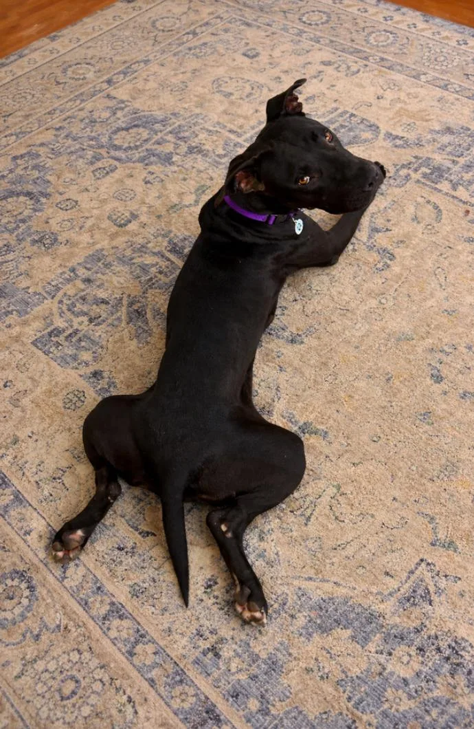 Valentine thumbnail 2