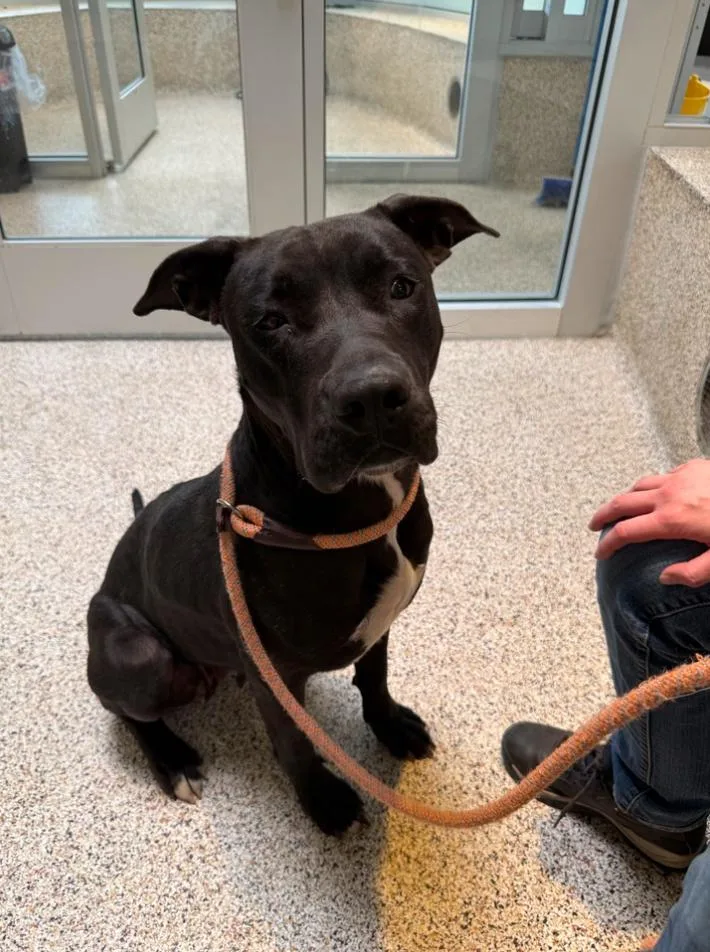 Valentine thumbnail 3