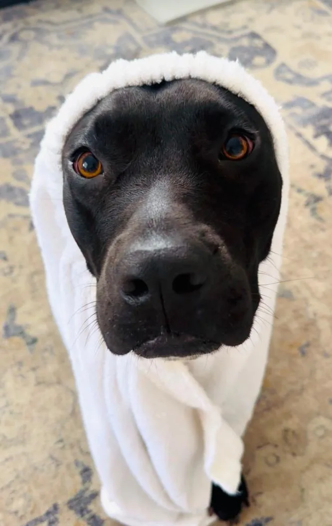 Valentine thumbnail 4