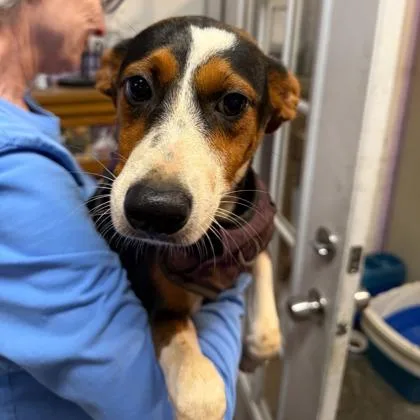 A young medium-sized female Tricolor (Brown, Black, & White) Mixed Breed dog named Bella Rue for adoption in Lansing, MI