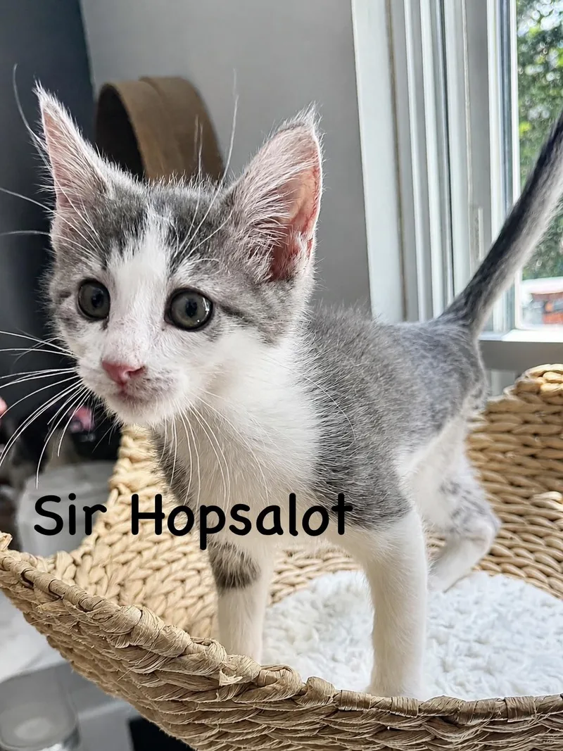 Sir Hopsalot thumbnail 2