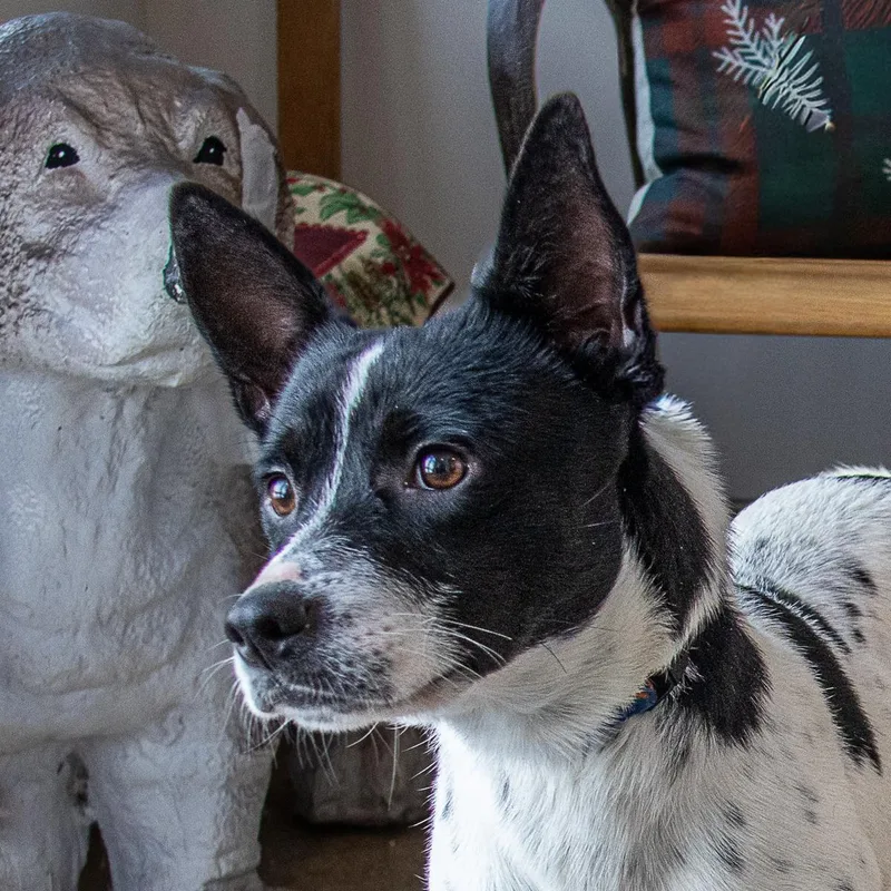 A young medium-sized male Australian Cattle Dog / Blue Heeler dog named Remi for adoption in Arlington Heights, IL