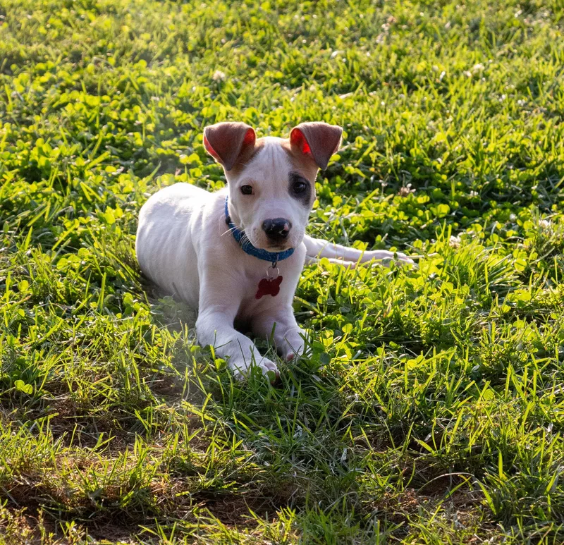 A baby medium-sized male American Staffordshire Terrier dog named McSteamy for adoption in Houston, TX