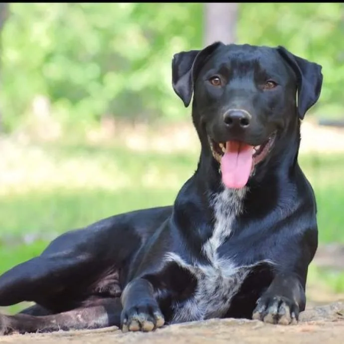 An adult large-sized male Black Labrador Retriever dog named Ash for adoption in Hackett, AR
