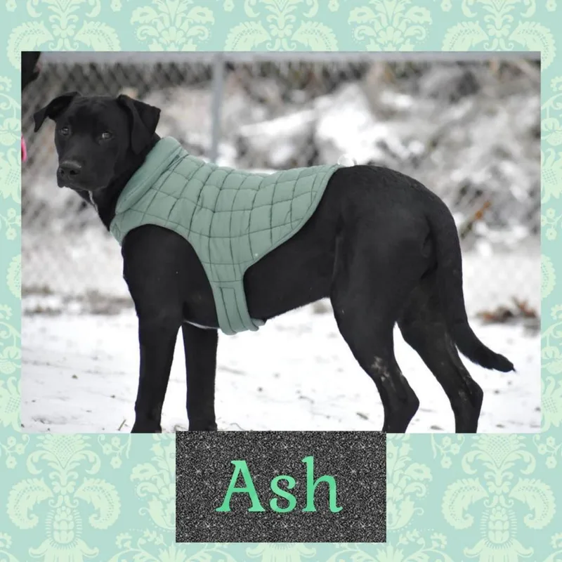 Ash thumbnail 3