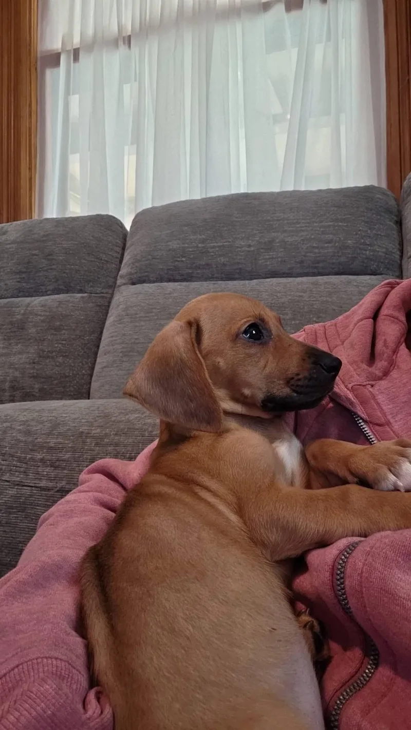 A baby small-sized female Basset Hound dog named Arie for adoption in Byron, IL