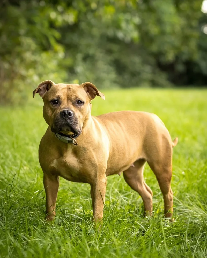 A young large-sized female Apricot / Beige American Staffordshire Terrier dog named Boo for adoption in Bridgeport, CT