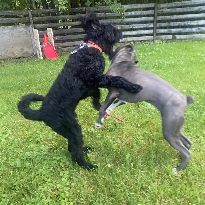 Big Luna thumbnail 3