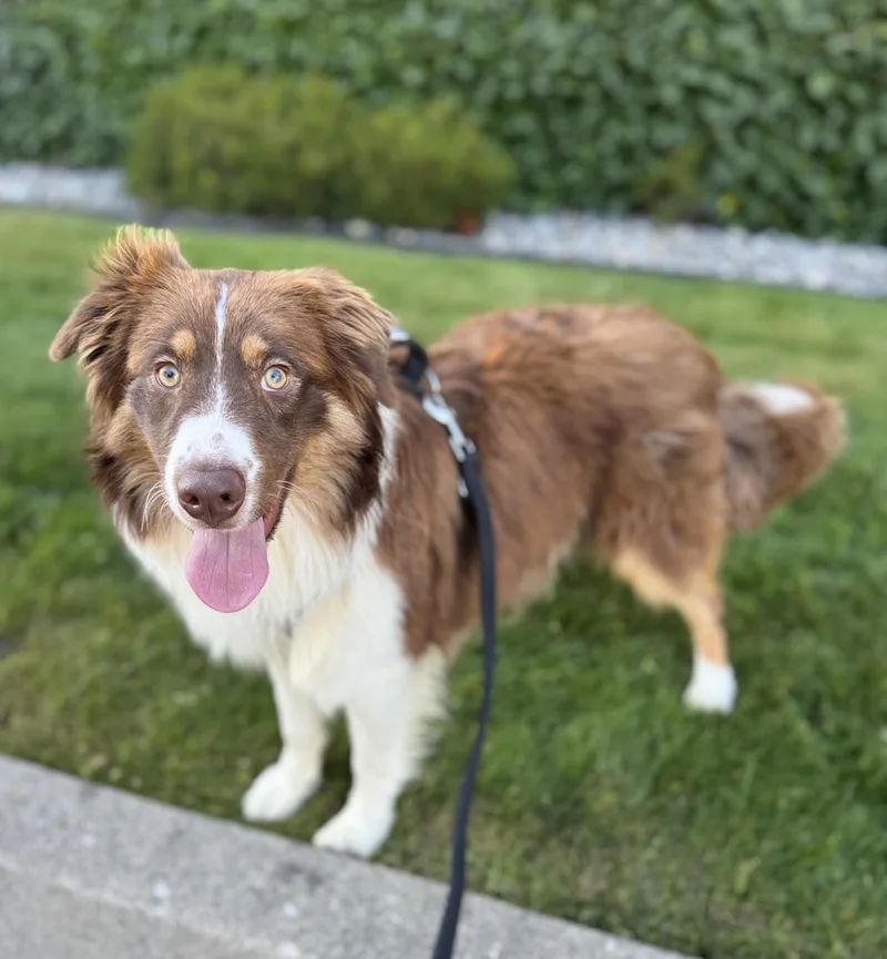 A young medium-sized male Brown / Chocolate Australian Shepherd dog named Bruno for adoption in lynnwood , WA