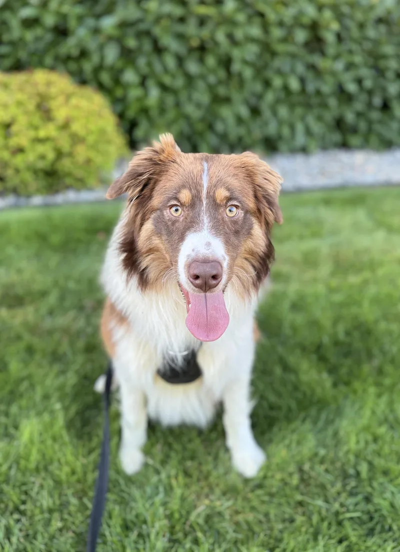 Bruno thumbnail 3