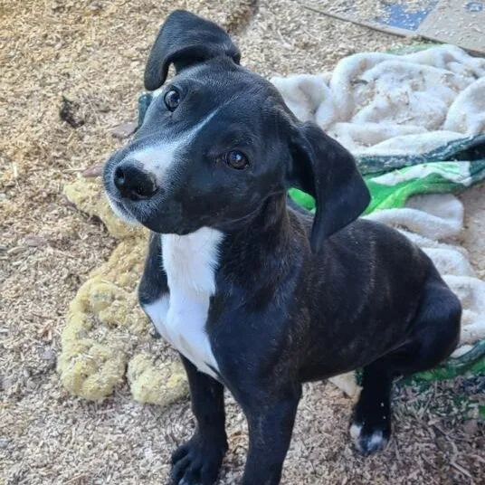 A baby medium-sized female Black Mixed Breed dog named Thelma for adoption in East Flat Rock, NC