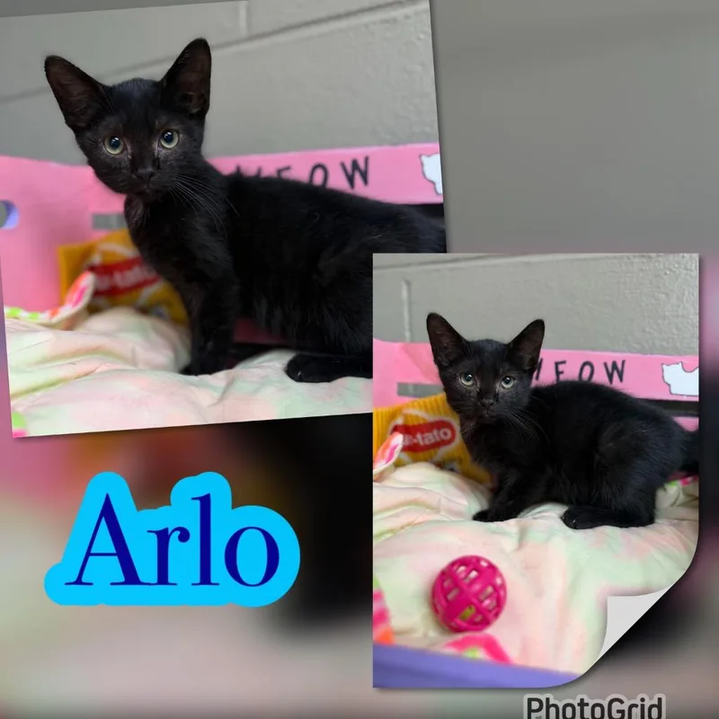 Arlo