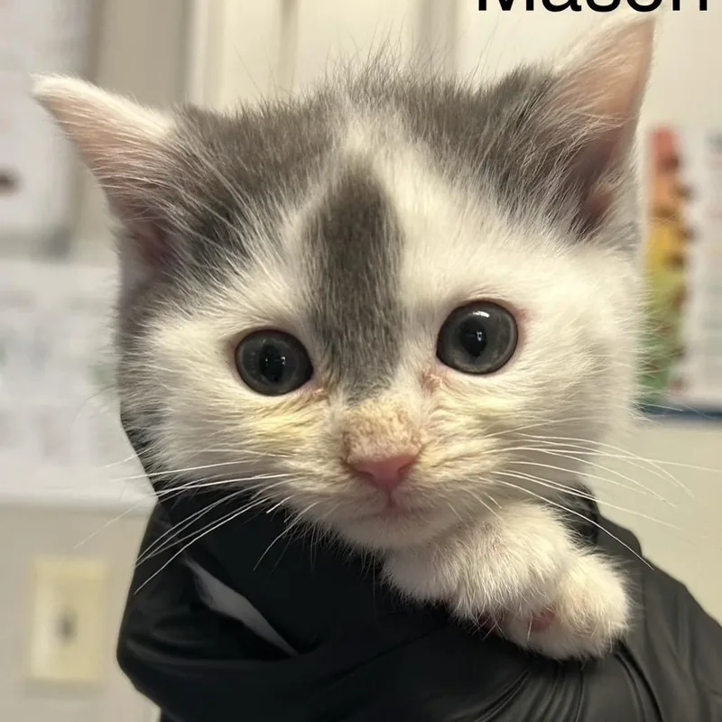 Mason
