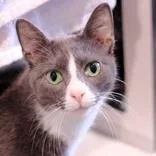 An adult medium-sized male Gray & White Domestic Short Hair cat named Barley for adoption in Hilliard, OH
