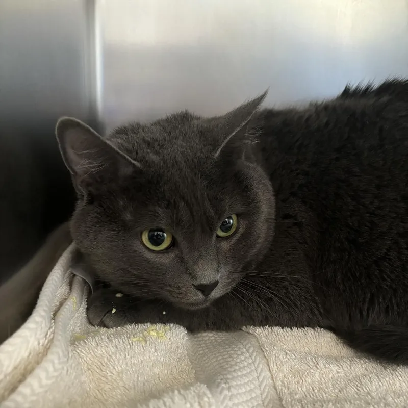 An adult large-sized female Gray / Blue / Silver Domestic Short Hair cat named Bunny for adoption in Council Bluffs, IA