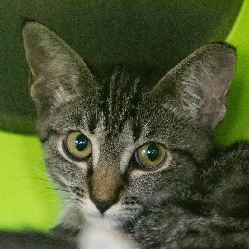 A baby small-sized male Brown / Chocolate Domestic Short Hair cat named Emmy for adoption in Middletown, RI