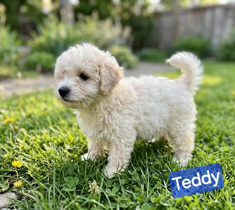 A baby small-sized male White / Cream Havanese dog named Teddy for adoption in Wheelersburg, OH