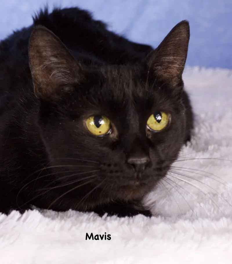 A young medium-sized female Domestic Short Hair cat named Mavis for adoption in Gilbert, AZ