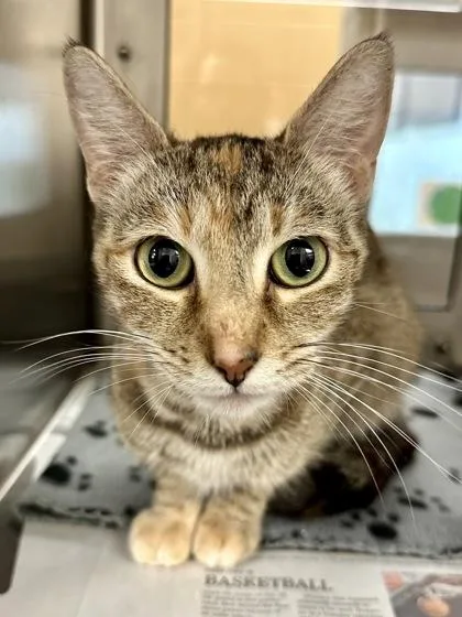 An adult medium-sized female White Domestic Short Hair cat named Eloise for adoption in Wichita, KS
