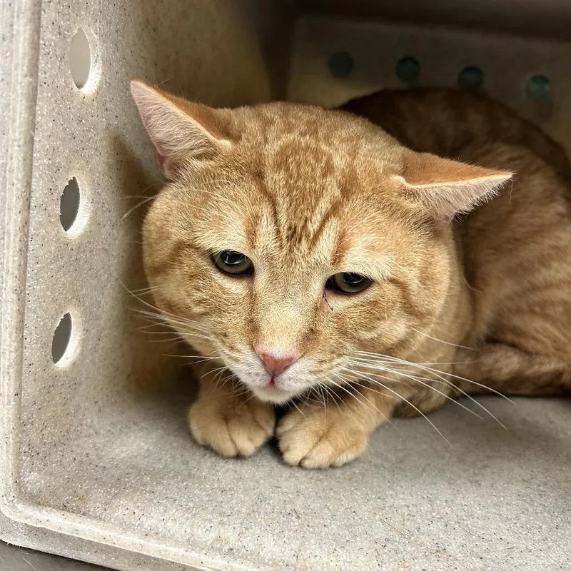 An adult extra large-sized male Orange / Red Domestic Short Hair cat named Dumpling for adoption in Reno, NV