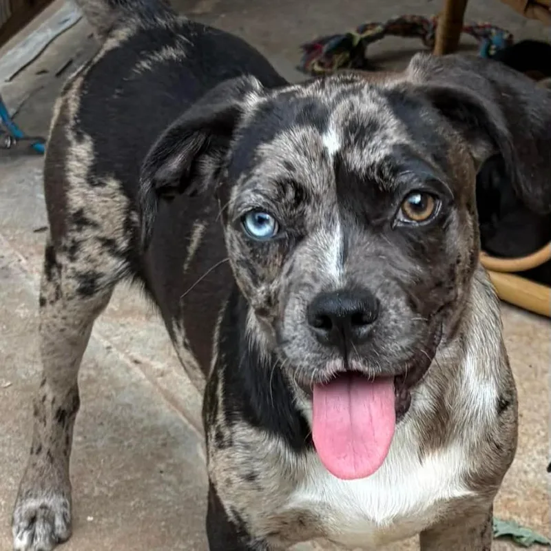 A baby medium-sized female Gray / Blue / Silver Pug dog named Xeno for adoption in Newcastle, OK