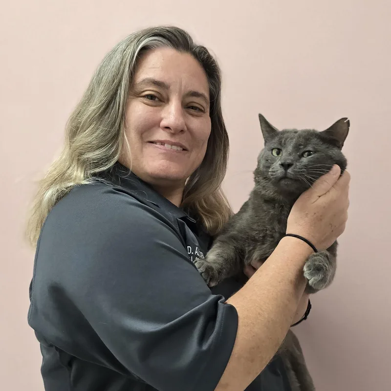 An adult medium-sized male Gray / Blue / Silver Domestic Short Hair cat named Fival for adoption in Allen, TX