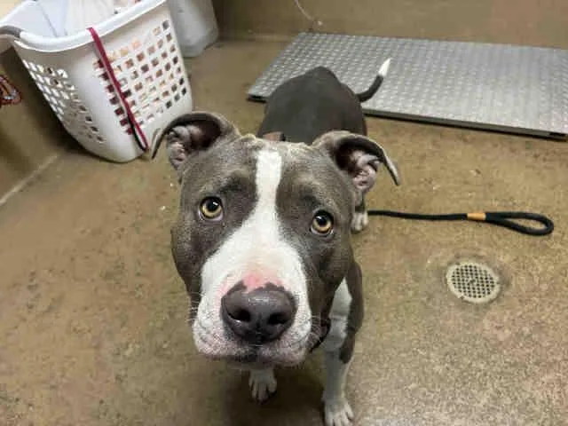 A young medium-sized female Pit Bull Terrier dog named Penny for adoption in Bonita, CA