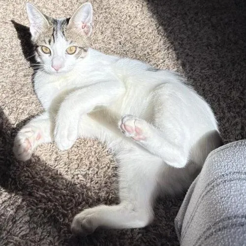 A baby small-sized male Domestic Short Hair cat named Glade for adoption in Tampa, FL