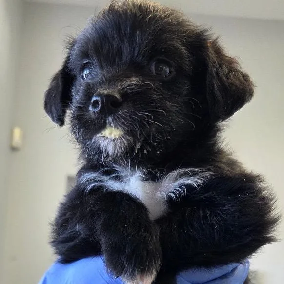 A baby medium-sized male Black Labrador Retriever dog named Zoro for adoption in Park City, UT