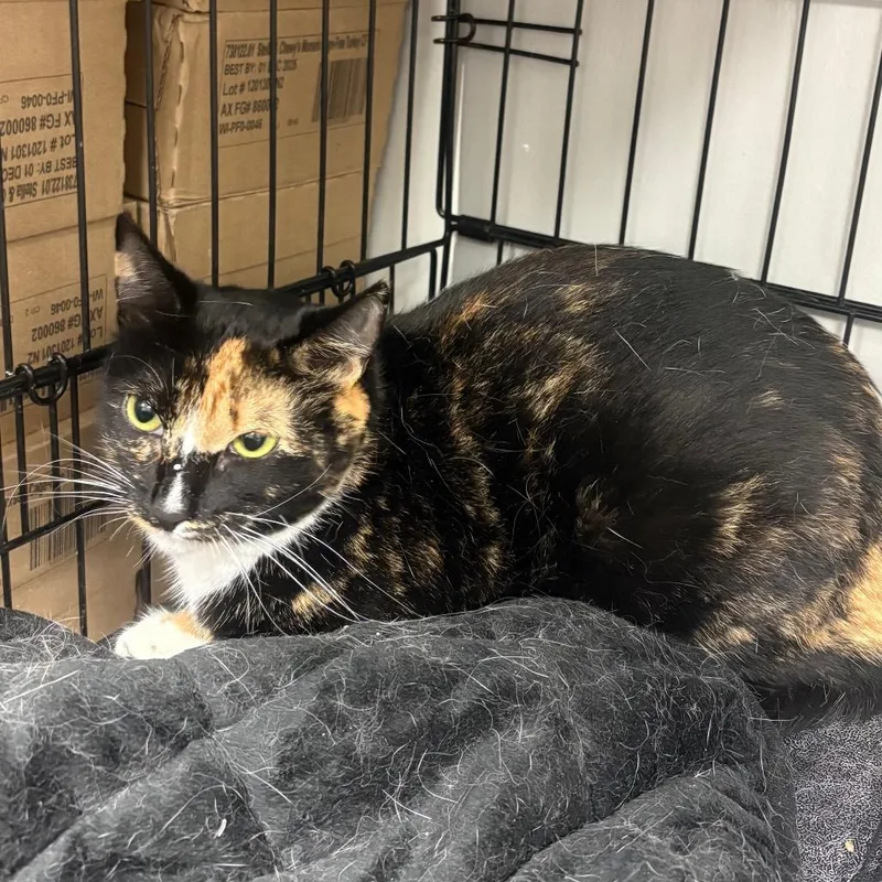 A young medium-sized female Calico Domestic Short Hair cat named Calico for adoption in Normal, IL