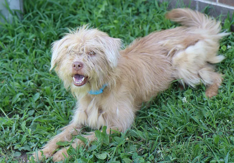 A young medium-sized female Yellow / Tan / Blond / Fawn Wirehaired Terrier dog named Karen for adoption in Kansas City, KS