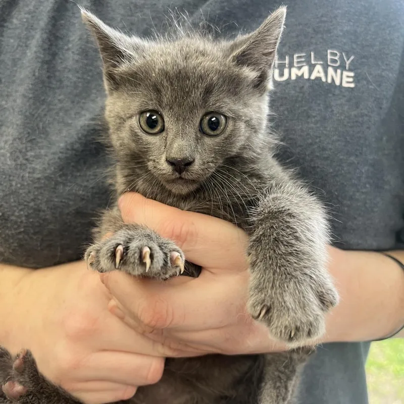 A baby small-sized female Gray / Blue / Silver Domestic Short Hair cat named Little Miss Muffet for adoption in Columbiana, AL